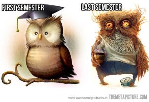 funny-owls-semester-studying-ruined